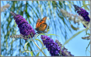 butterfly, carmel real estate